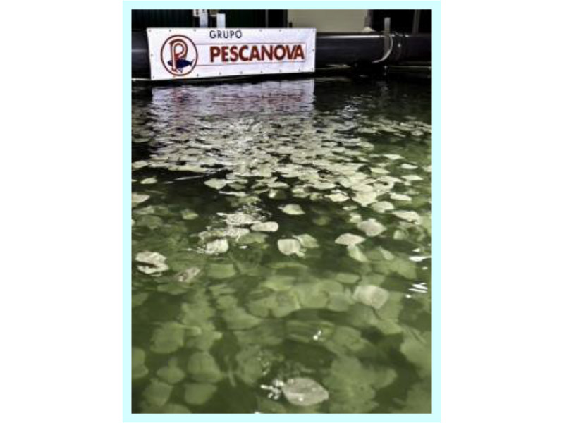 conducciones-submarinas-55.jpg